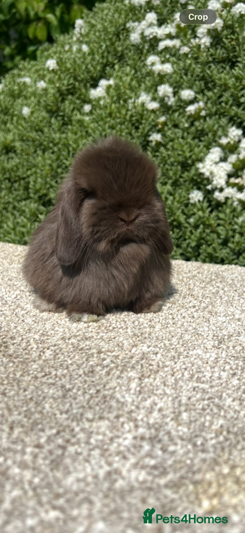 Mini Lop rabbits Hobby breeder of pure bred mini lops  - Advert 1