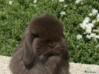Mini Lop rabbits Hobby breeder of pure bred mini lops - Advert 5
