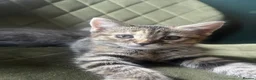 Mixed Breed cats for sale: British shorthair x bengal  - Advert 10