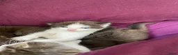 Mixed Breed cats for sale: Five beautiful kittens  - Advert 6