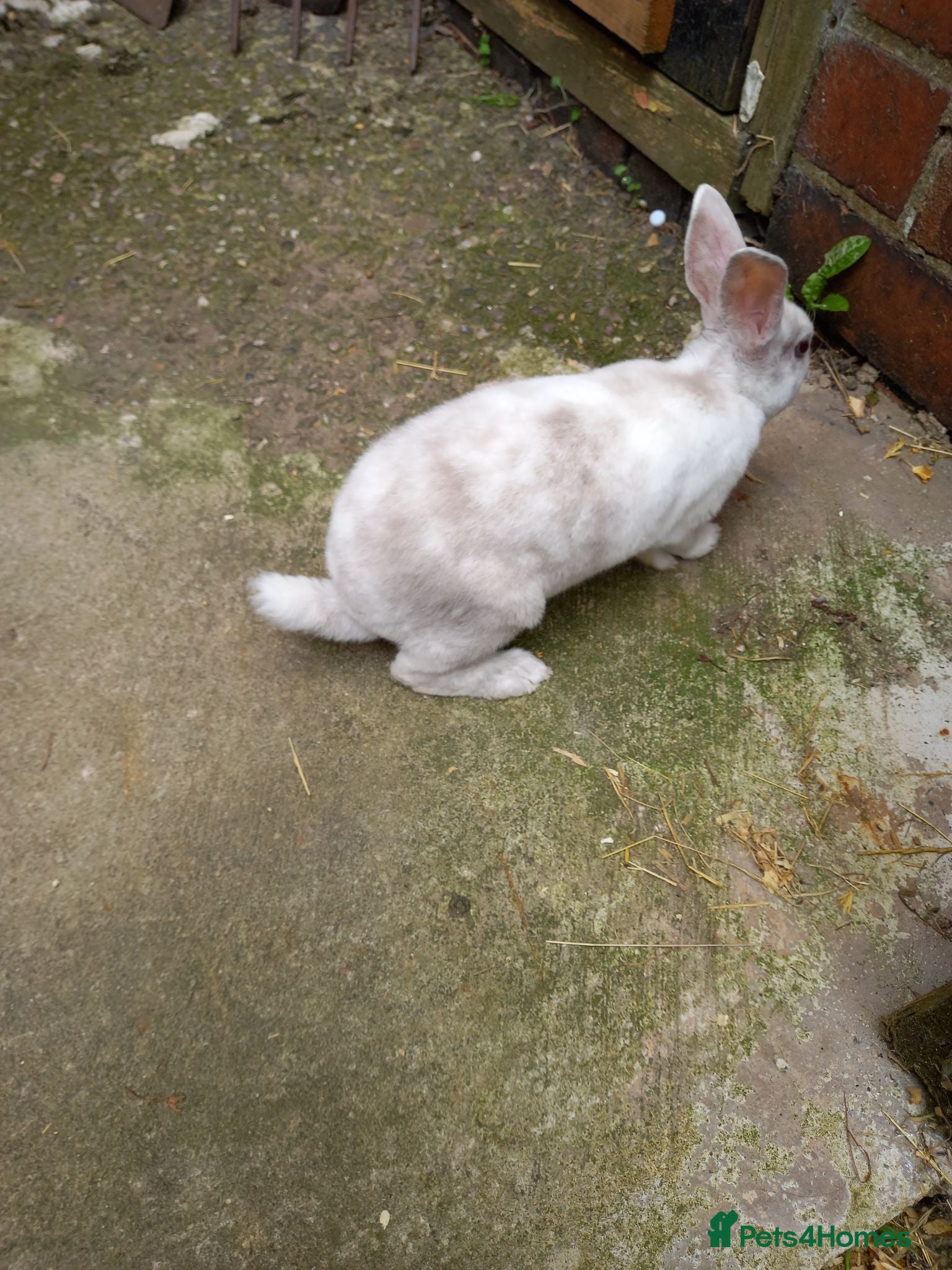 Rex rabbits Beautiful mini rex babies - Advert 2