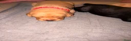 Labrador Retriever dogs for sale:  6 Labrador puppies  - Advert 3