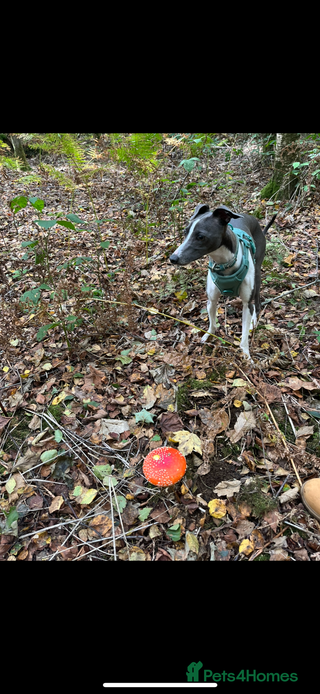 Italian Greyhound dogs for sale: Male neutered 9month Italian greyhound Boyce £1250 - Image 10