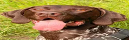 German Shorthaired Pointer dogs for stud: German Shorthaired Pointer for stud  in Liverpool - Advert 3