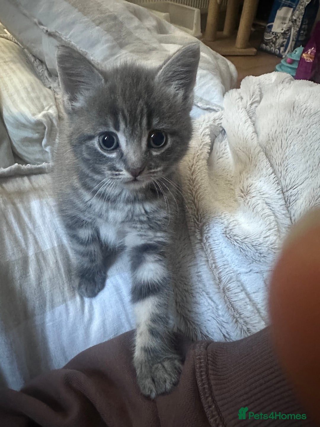 Mixed Breed cats for sale: 3 little grey cuties  - Advert 25