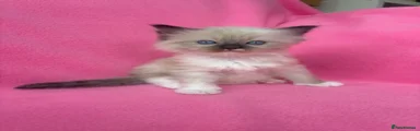 Ragdoll 2