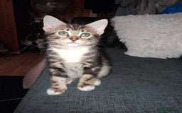Mixed Breed cats for sale: Mixed bengal - Image 2