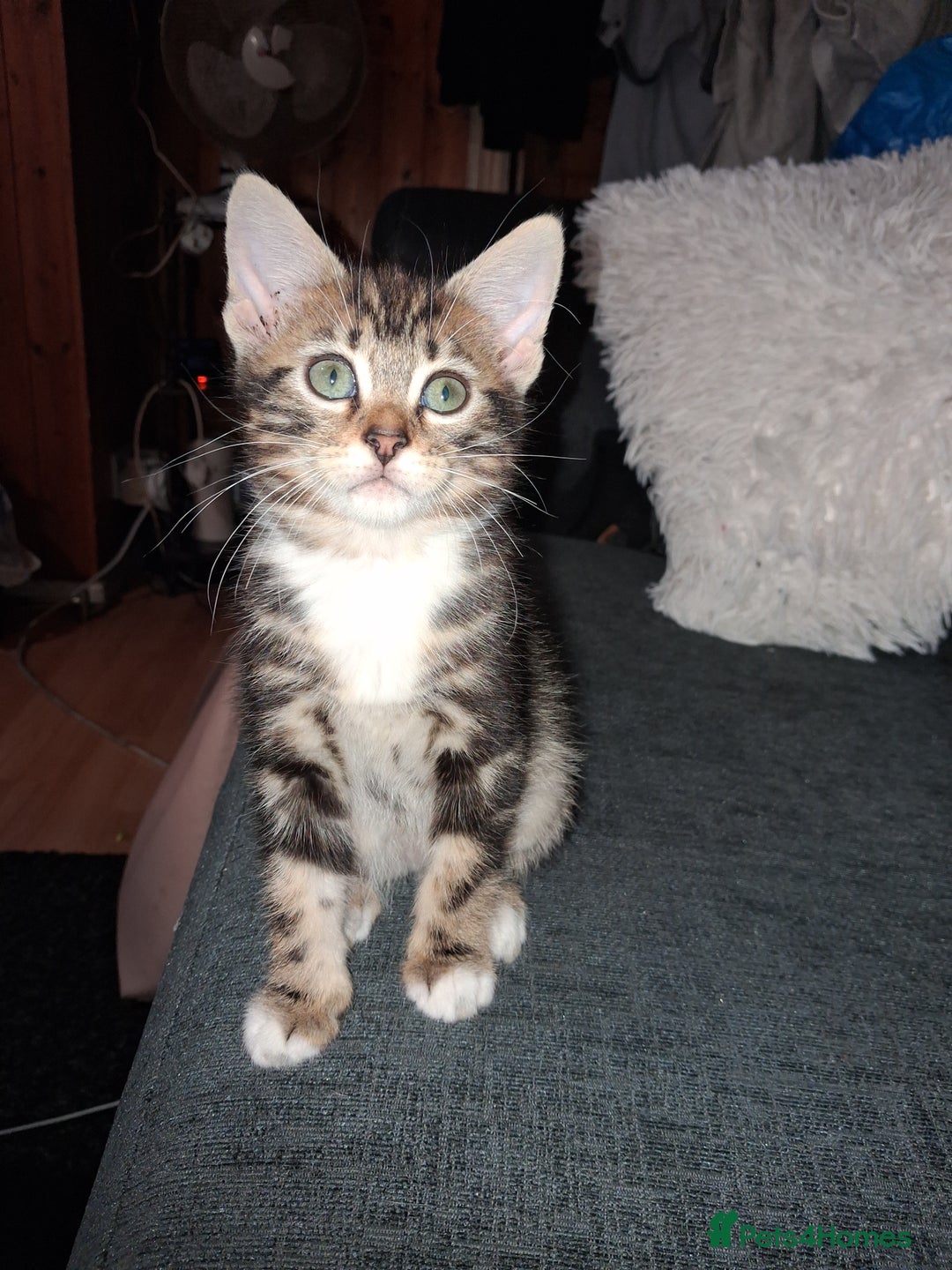 Mixed Breed cats for sale: Mixed bengal - Image 2