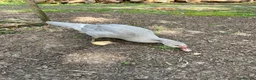 Ducks poultry for sale: Muscovy ducklings. - Advert 4