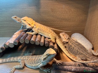 Bearded Dragon reptiles Baby Bearded Dragons - Advert 8