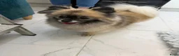 Pomeranian dogs for sale: Pomeranian puppies 2x girls 1x boy  - Advert 5