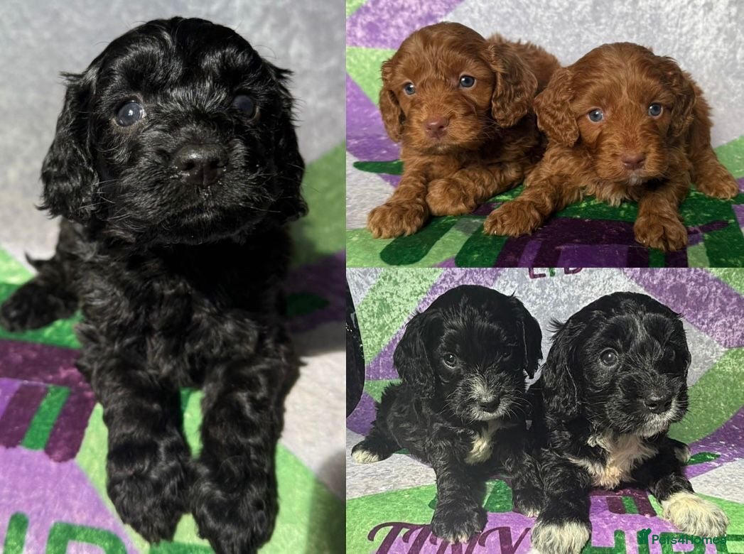 Cockapoo dogs F1 various mini cockapoos 30 dna health tested clr - Advert 2