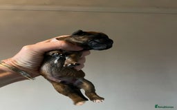 Mixed Breed dogs for sale: Cavapoo/Jack Russell puppies - Image 12