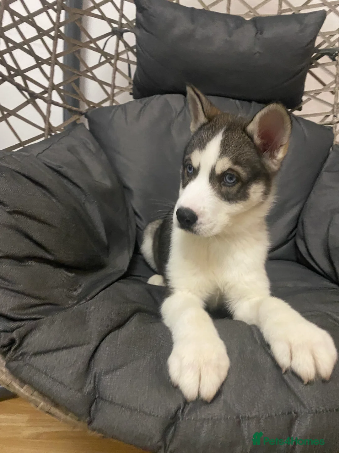 Siberian Husky dogs for sale: Magnificent Siberian Husky Puppies  - Advert 3
