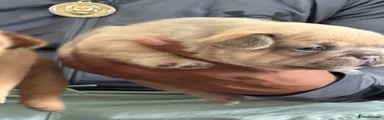 Chico 