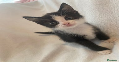 Mixed Breed cats - Advert 16