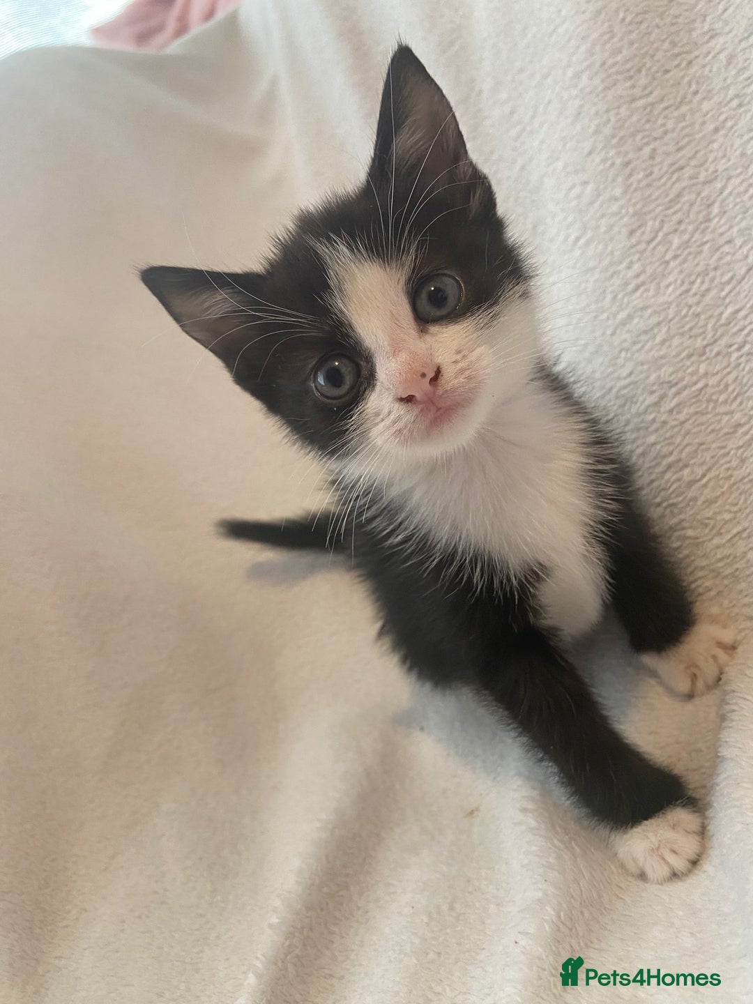 Mixed Breed cats for sale: 8 week old kittens - Image 3