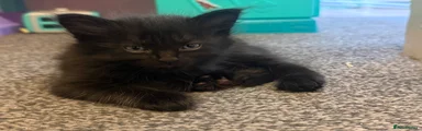 Maine Coon Kitten 3