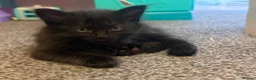 Mixed Breed cats for sale: Half Maine-coon kittens - Advert 9