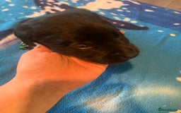 Labrador Retriever dogs for sale: Labrador puppys - Image 27