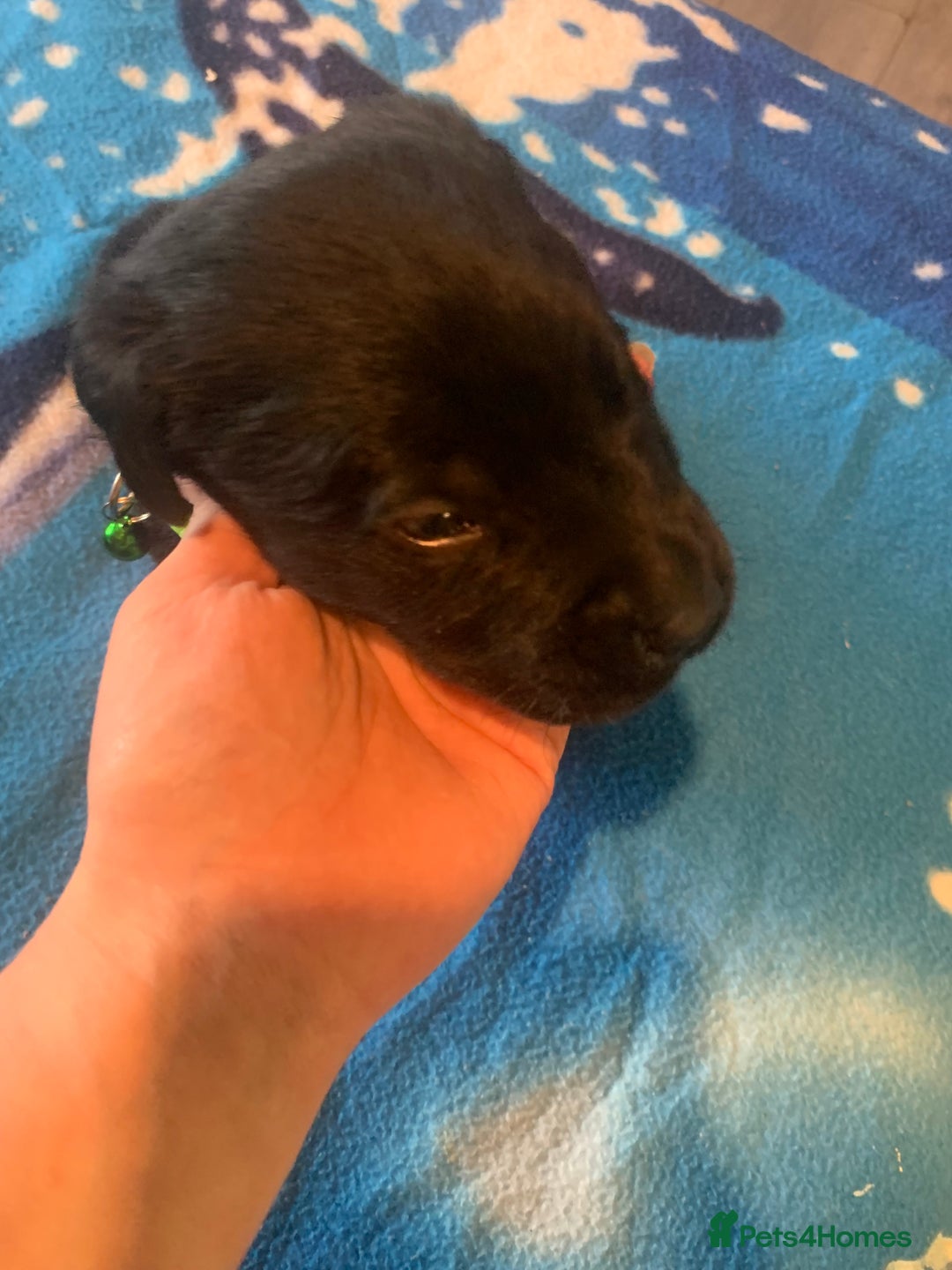 Labrador Retriever dogs for sale: Labrador puppys - Image 27