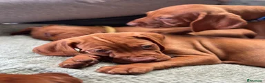 Hungarian Vizsla 5