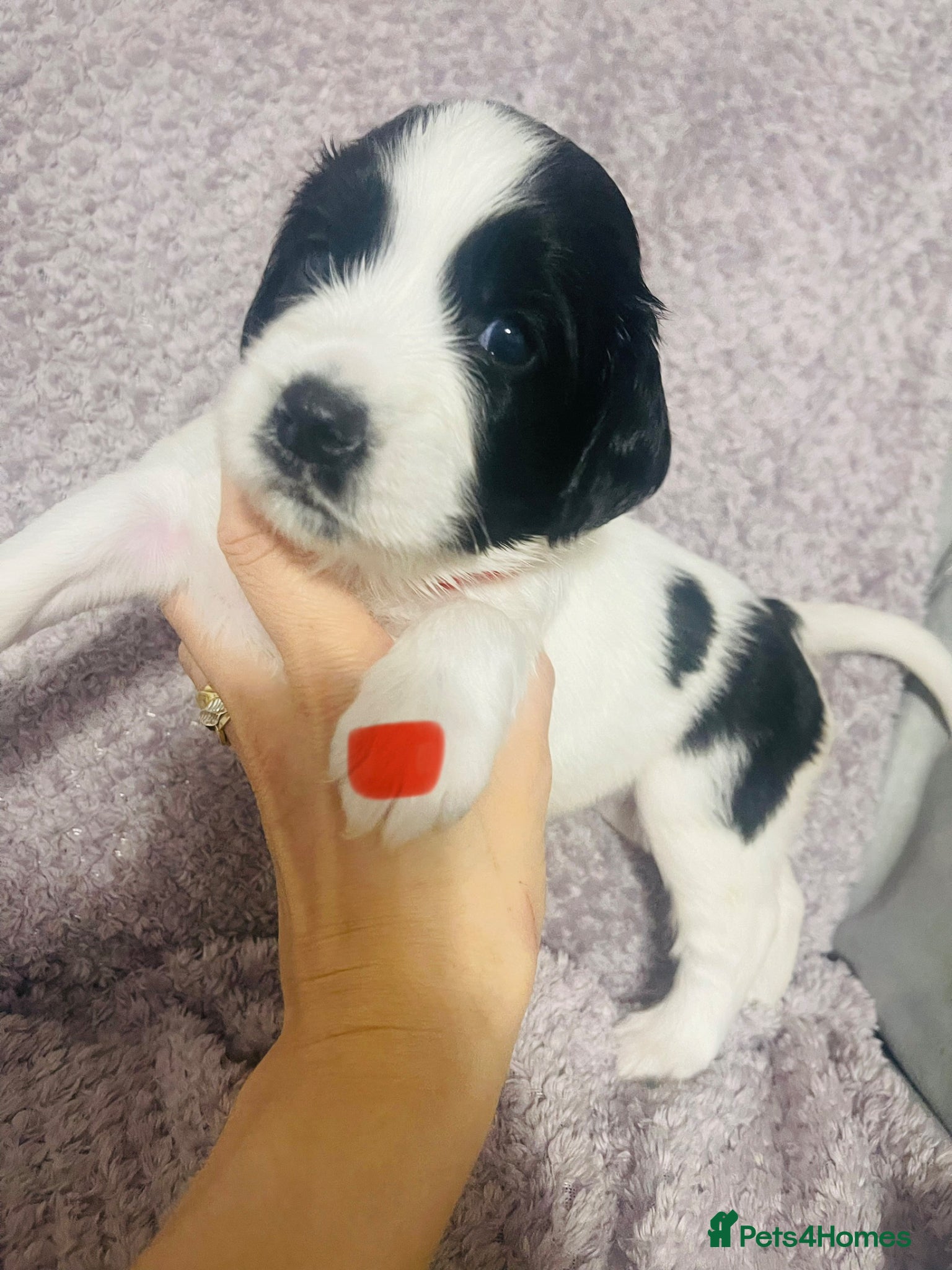 English Springer Spaniel dogs 4 weeks old🐶❤️AdorableSpringerSpanielPuppie 🐶❤️  - Advert 2