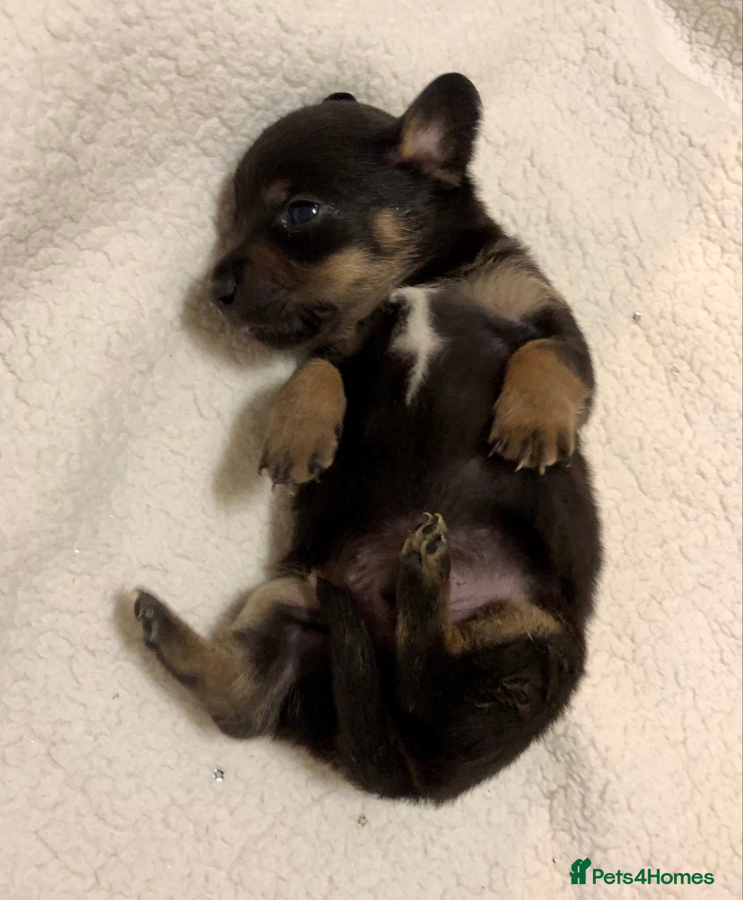Mixed Breed dogs for sale: Mini Jackshund babies❣️Miniature dachshund x jack  - Advert 7