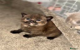 British Shorthair cats for sale: British shorthair kittens READY NOW❤️ - Image 5