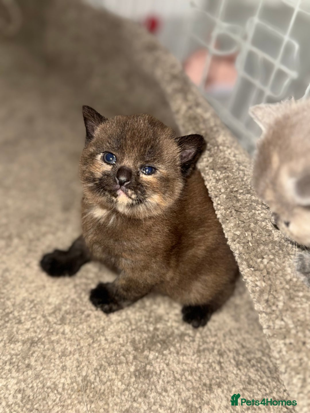 British Shorthair cats for sale: British shorthair kittens READY NOW❤️ - Image 5