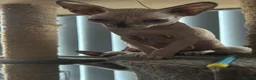 Sphynx cats for sale: Last 2 girls reduced  - Advert 7