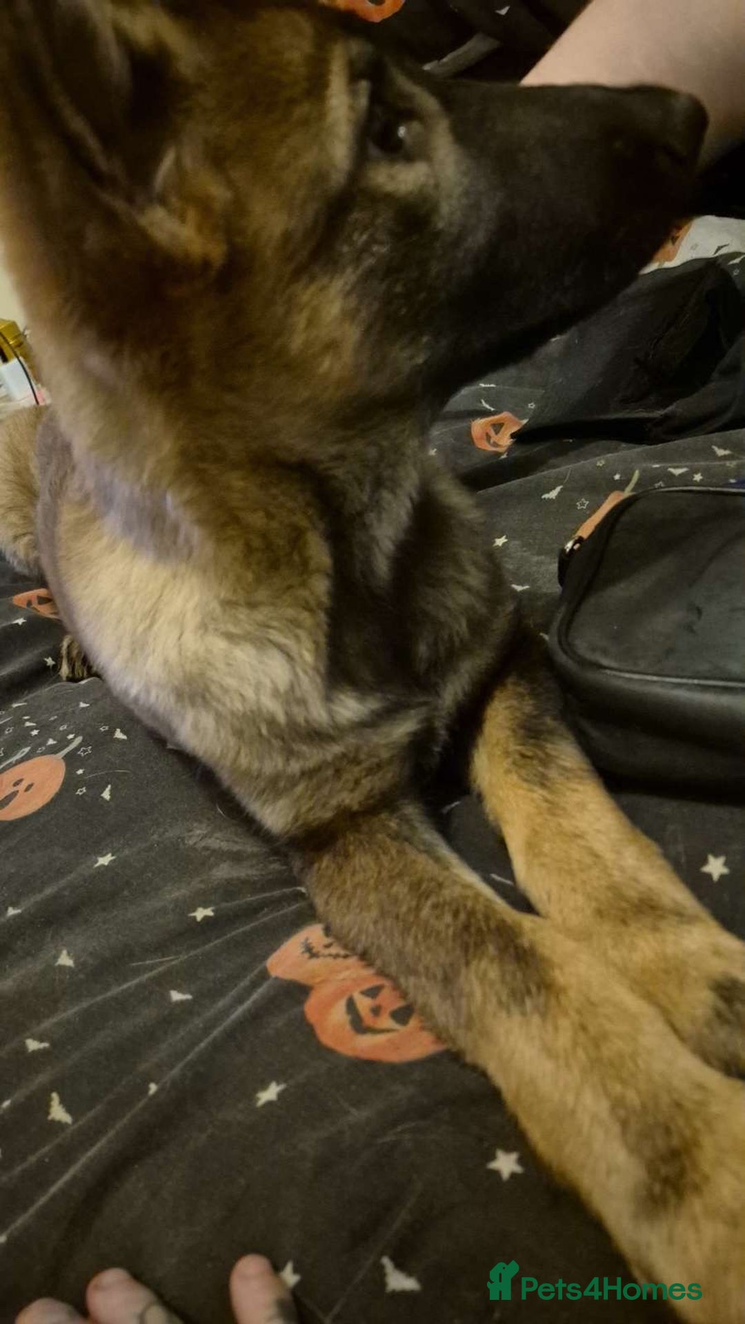 Belgian Shepherd Dog dogs for sale: Belgium Malinois - Advert 2