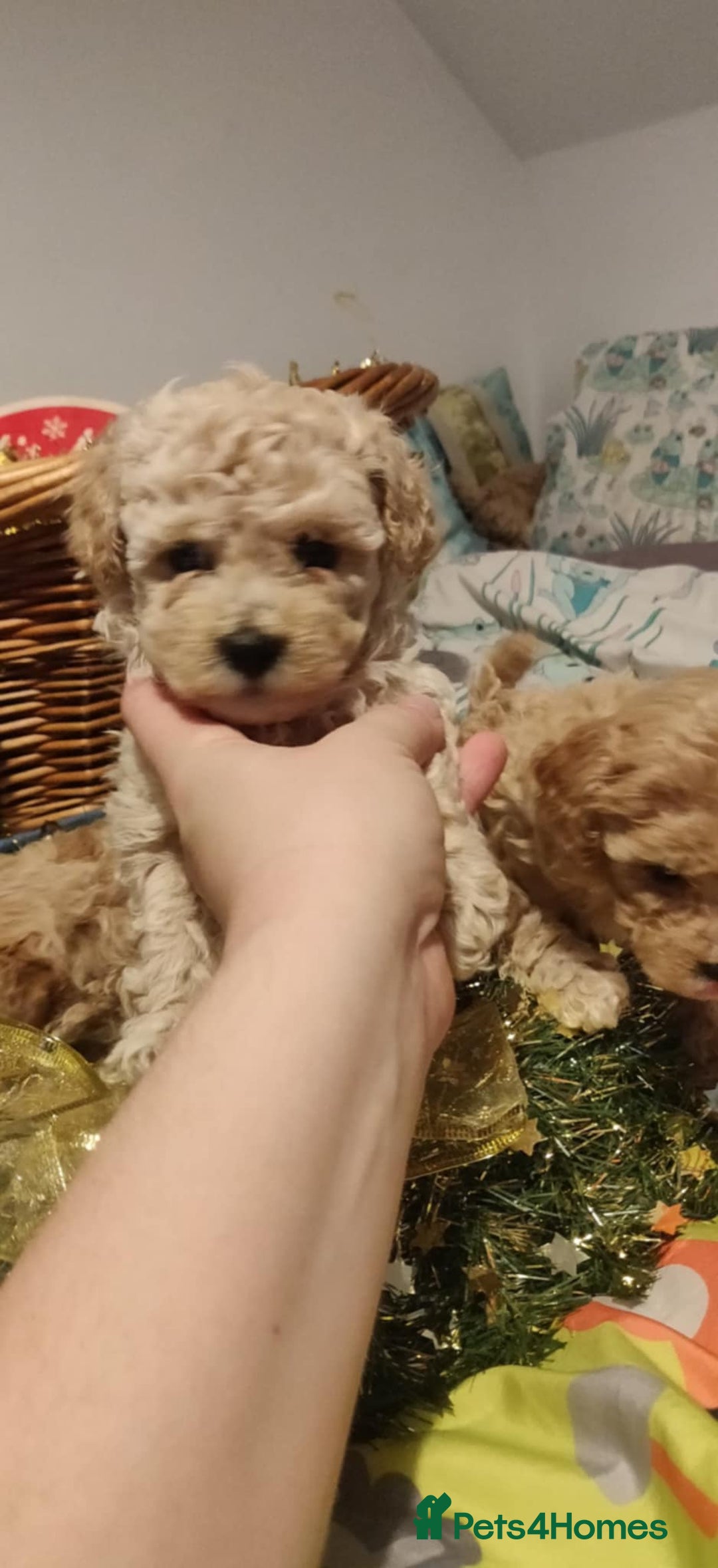 Maltipoo dogs for sale: Beautiful maltipoo puppys - Advert 2