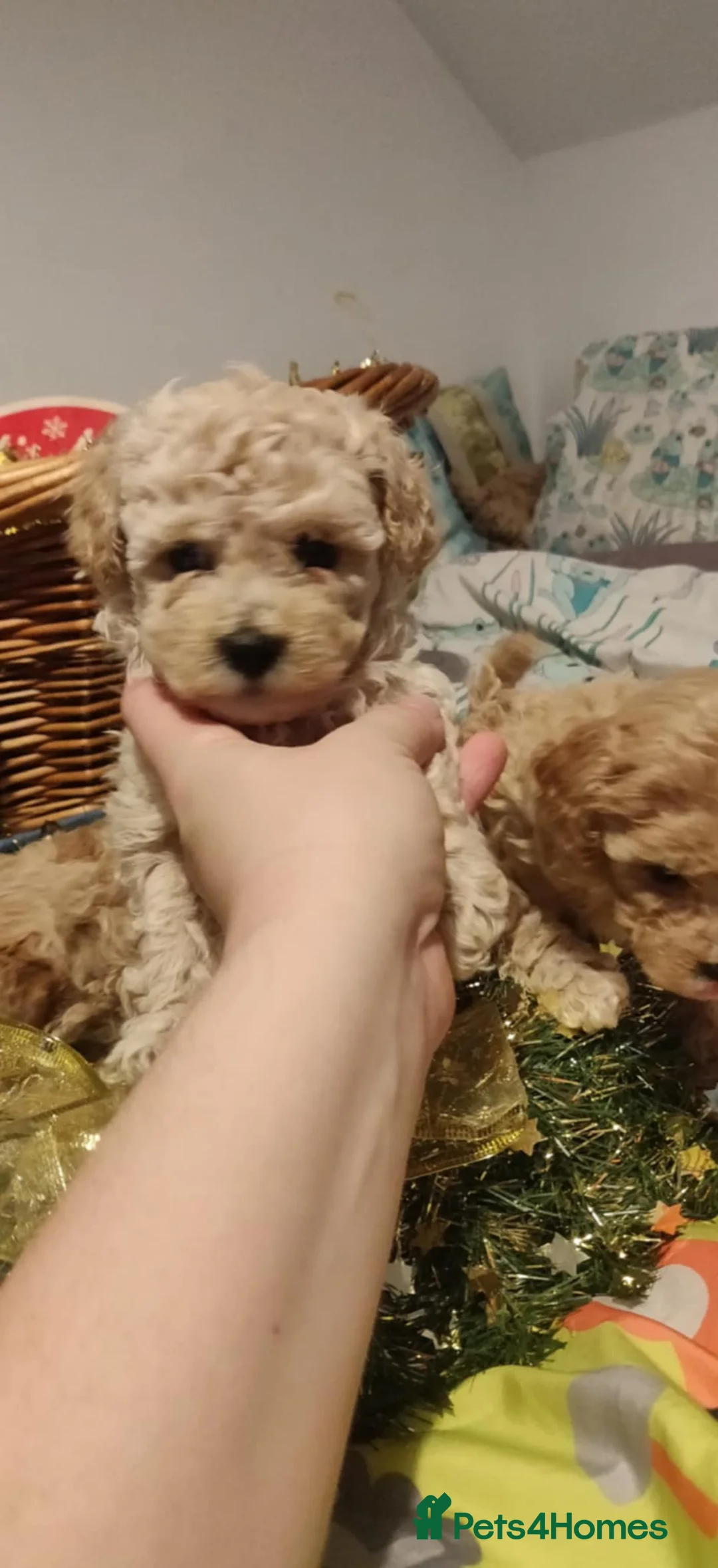 Maltipoo dogs for sale: Beautiful maltipoo puppys - Advert 4