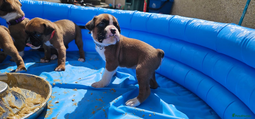 Boxer dogs for sale: *** ONLY 2 LEFT!!! *** - Image 31