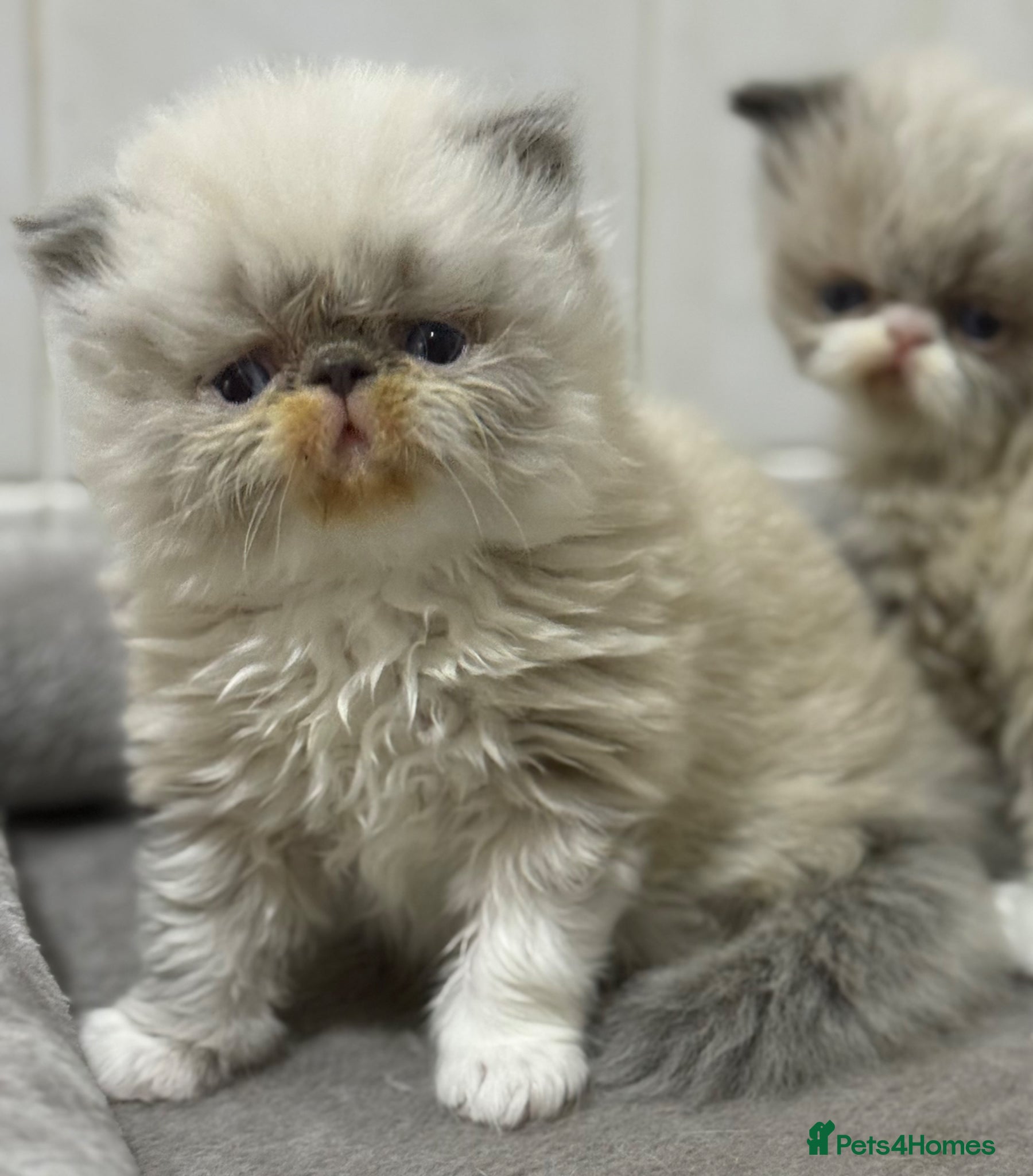 Persian cats GCCF registered colourpoint Persian kittens 💙 - Advert 3