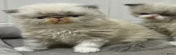 Persian cats for sale: GCCF registered colourpoint Persian kittens 💙 - Advert 1