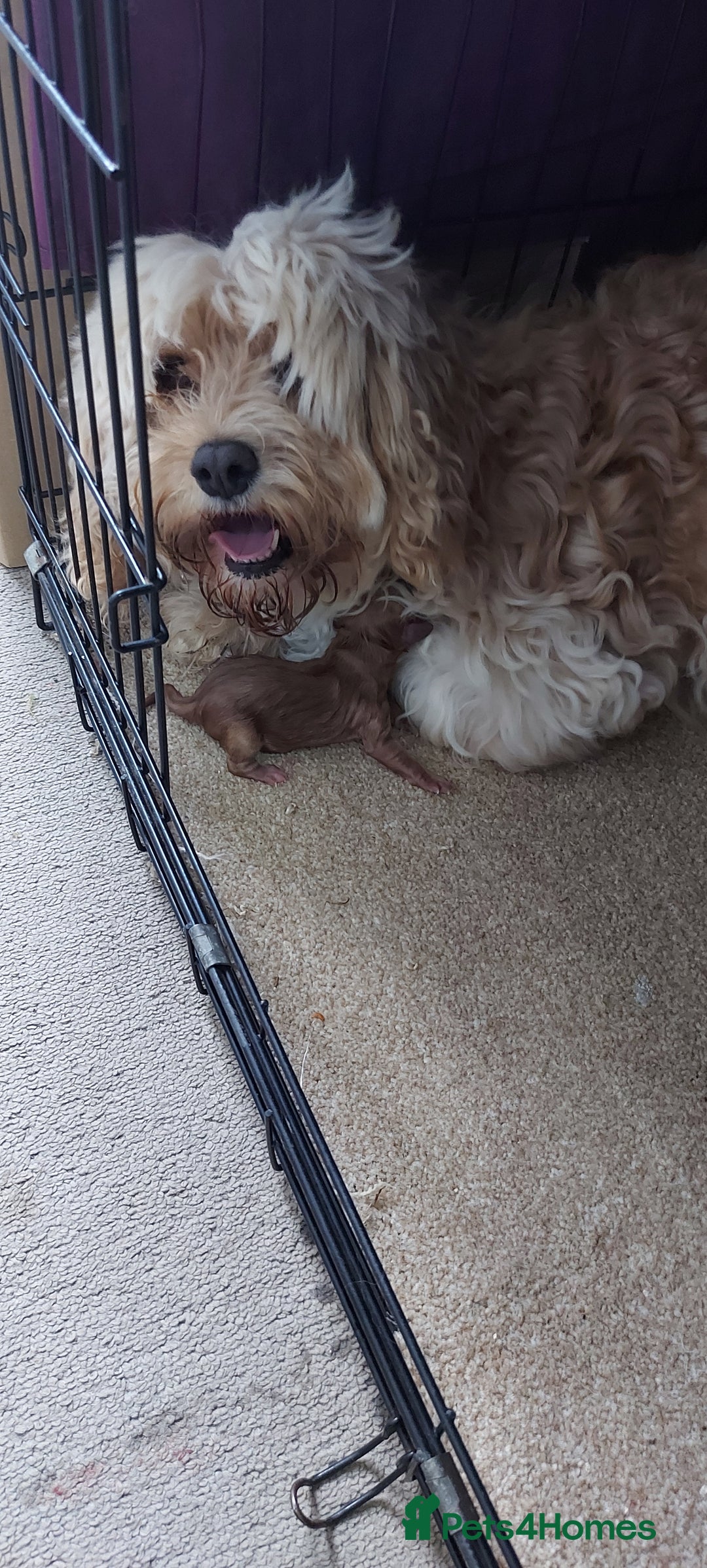 Cavachon dogs for sale: 6 beautiful cavachon puppies for sale - Advert 7