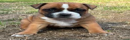 Staffordshire Bull Terrier dogs for sale: Top quality red and white sbt puppies in Liverpool - Advert 9