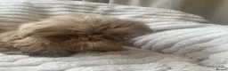 Shih Tzu dogs for sale: Beautiful shihtzu pups  - Advert 3