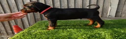 Dobermann dogs for sale: Quality European Dobermann Puppies - 2 Remaining - Advert 4