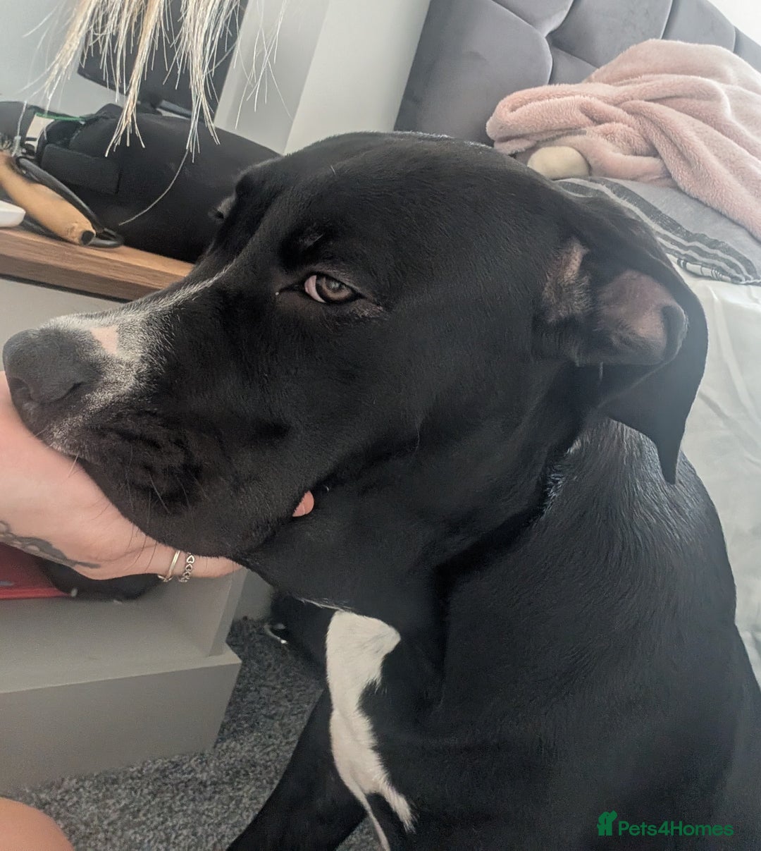 Presa Canario dogs for sale: Presa canario 5 half month old pup - Image 7