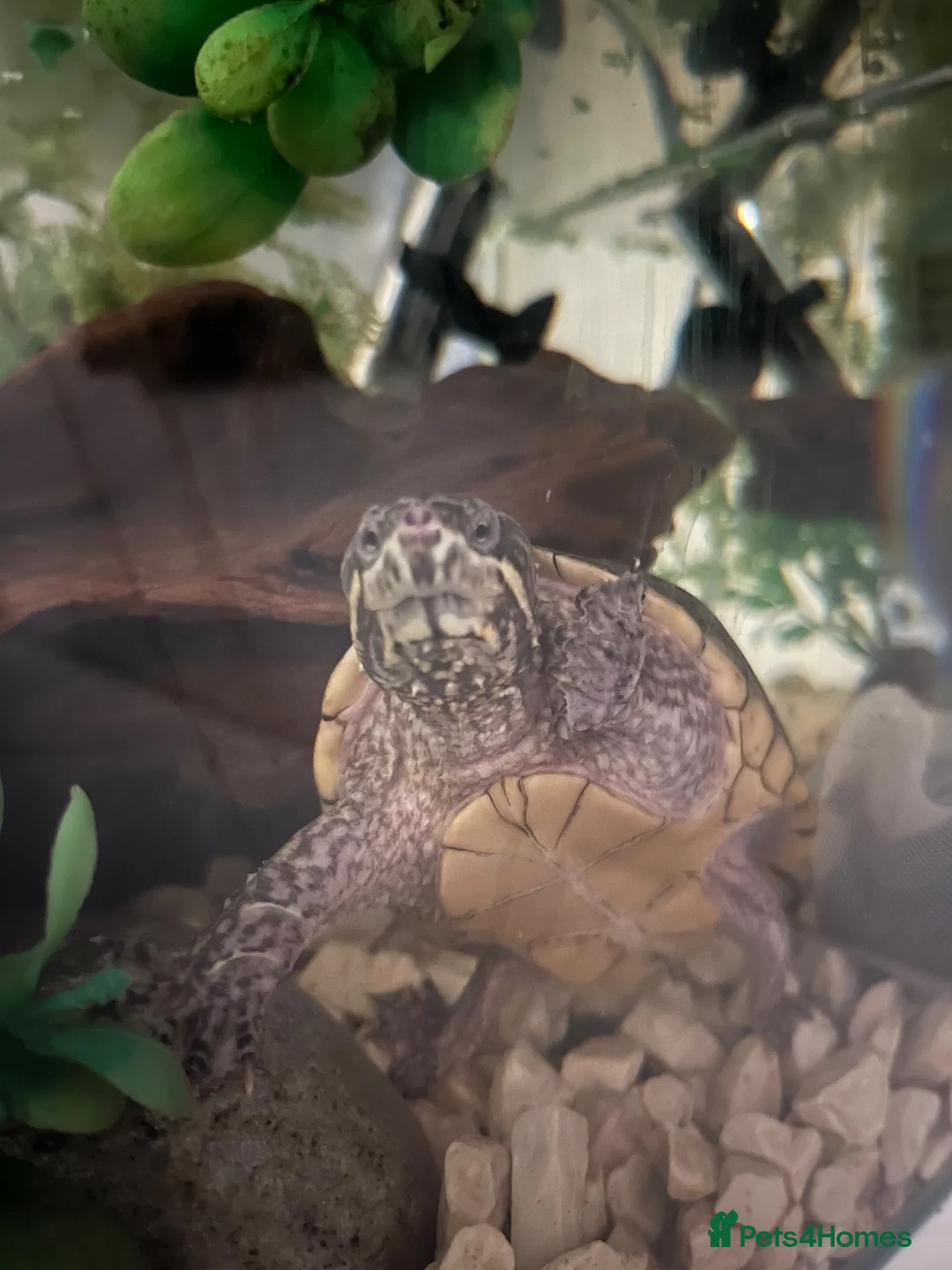 Turtle reptiles for sale: Musk Turtle Girl for Sale 🐢 in Surbiton - Advert 2