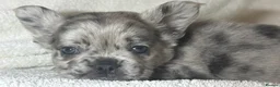 French Bulldog dogs for sale: RUBY🫶🏽 DWKC reg  - Advert 22