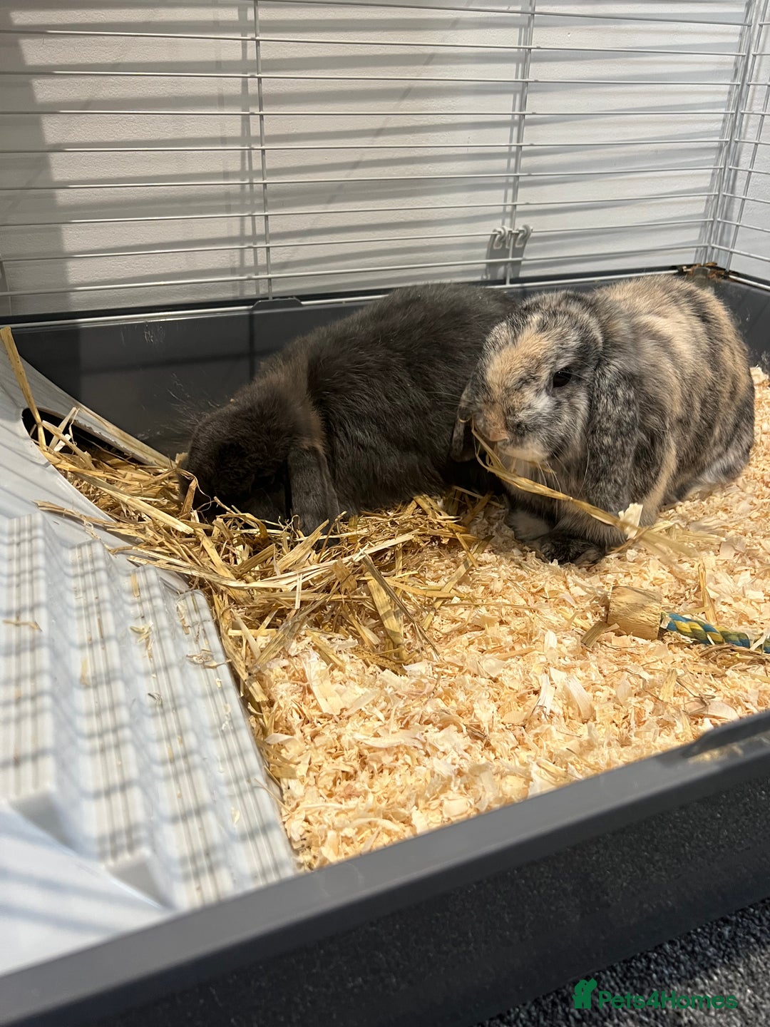 Mini Lop rabbits for sale: Two male Mini Lop Rabbits - Advert 6