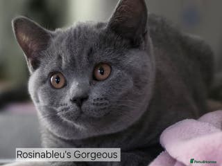 British Shorthair cats Gccf British shorthair kittens champion lines 🏆 - Advert 13