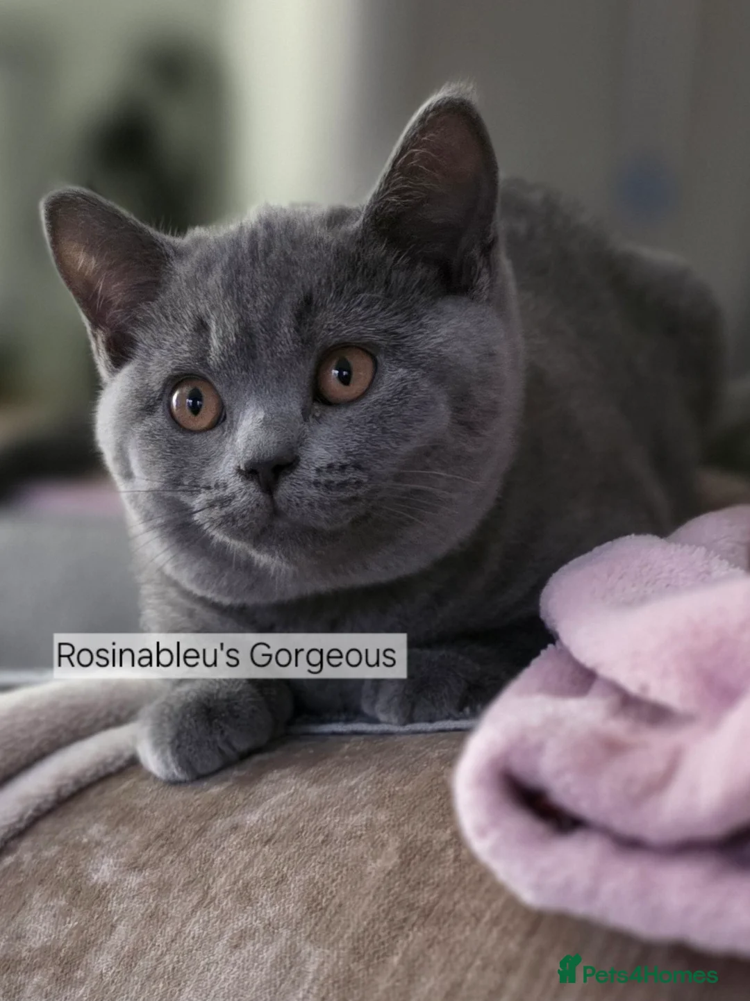 British Shorthair cats for sale:  Gccf British shorthair kittens champion lines 🏆 - Advert 2
