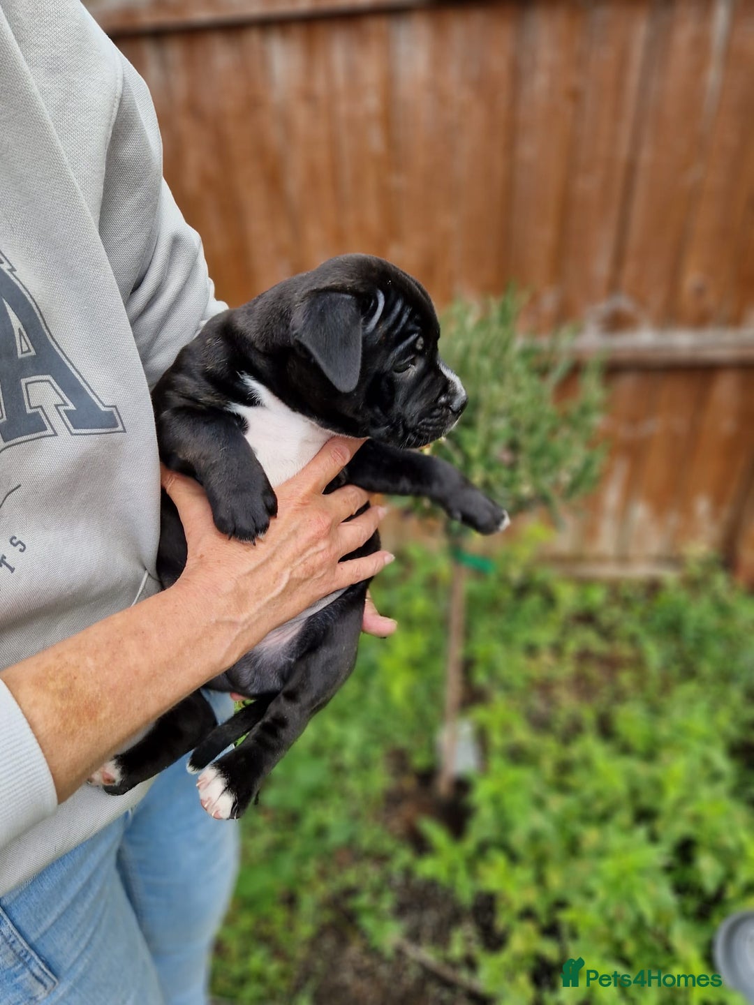 Staffordshire Bull Terrier dogs for sale: KC Reg Staffy Pups – Beautiful Chunky Puppys - Image 11