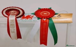 British Shorthair cats for sale: British Shorthair Kittens - 2 girls  - Image 7