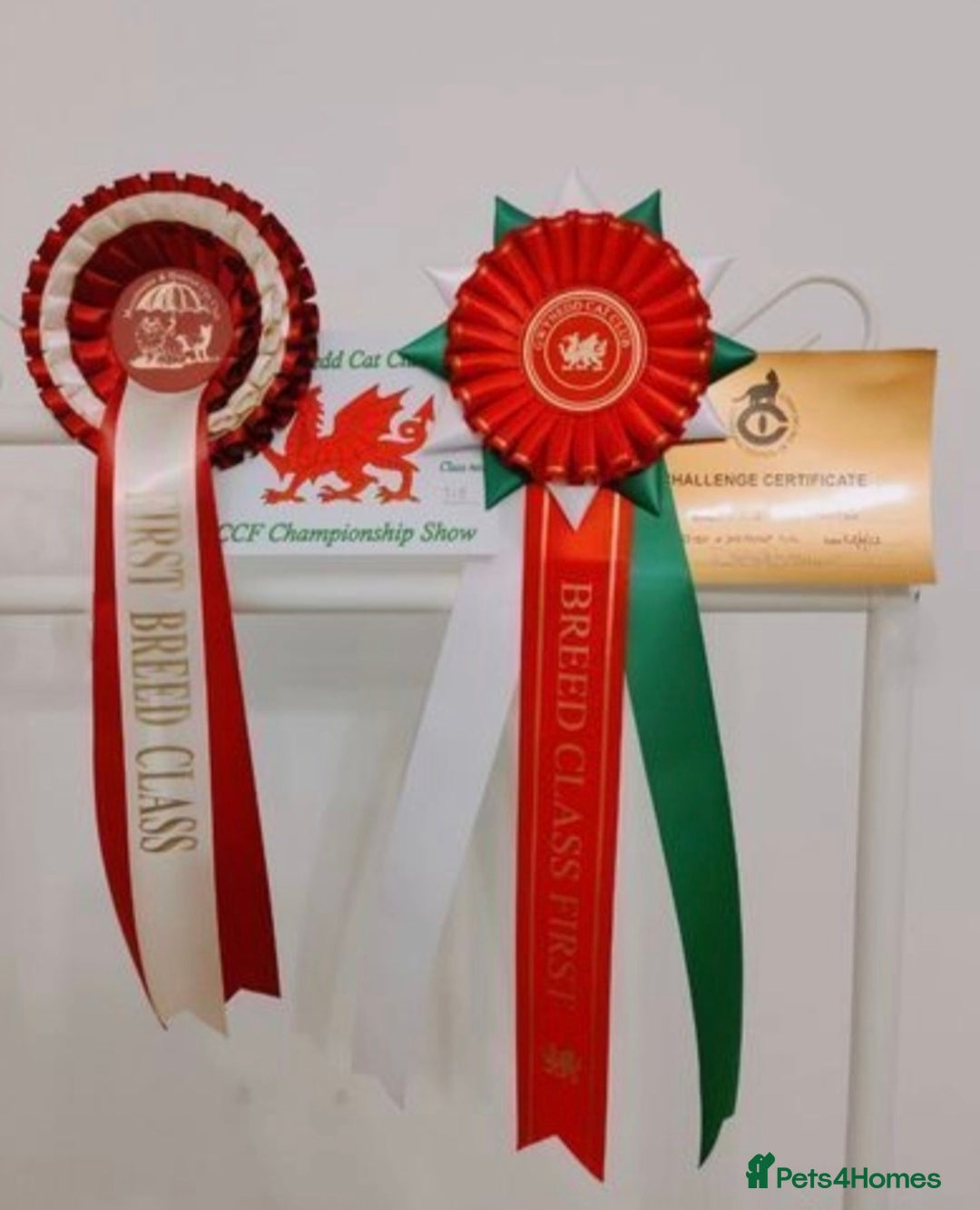 British Shorthair cats for sale: British Shorthair Kittens - 2 girls  - Image 7